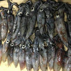 まだケンサキイカ居てます