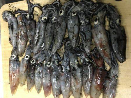 まだケンサキイカ居てます