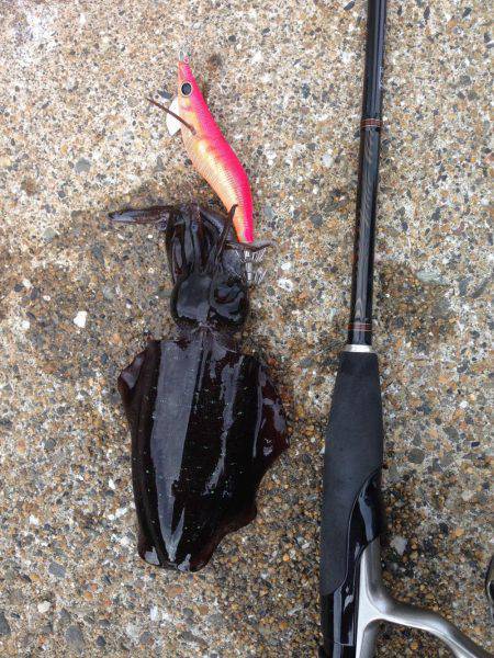 エギング最高( ´ ▽ ` )ﾉ