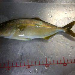 アジ、カンパチ？