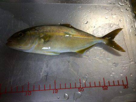 アジ、カンパチ？