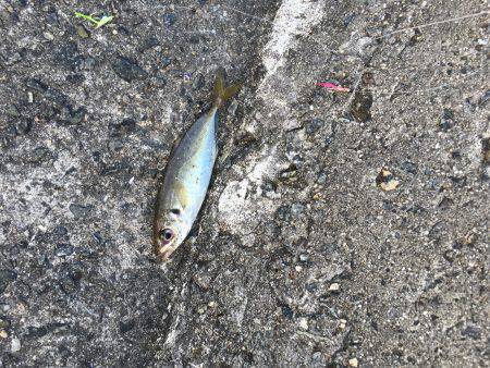 ハード釣行2日目!!