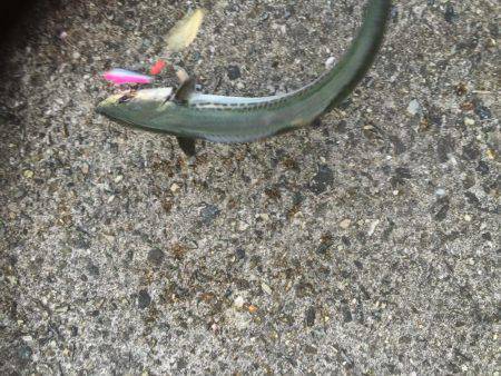 シーバス狙いが