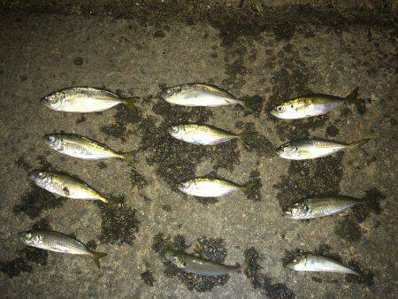 豆アジング 修行