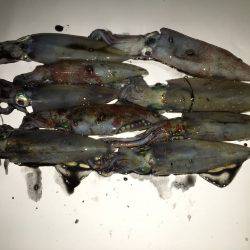 五目ジグヘッドエギDEケンサキ*\\\\\\\\(^o^)/*