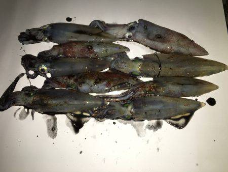 五目ジグヘッドエギDEケンサキ*\\\\\\\\(^o^)/*