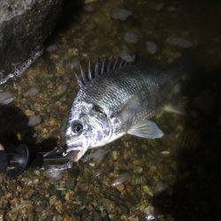 淀川でキビレ。