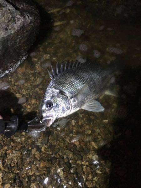 淀川でキビレ。