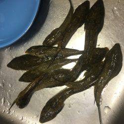 天ぷらにハマって