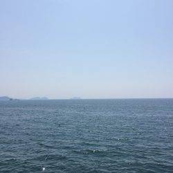 アオリイカ 成長