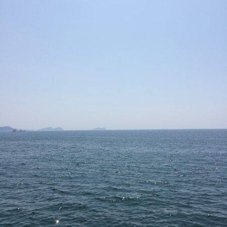 アオリイカ 成長