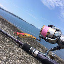 夏の新子エギング