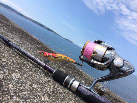 夏の新子エギング