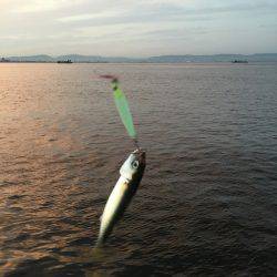 今年は少し時期が早いのか?