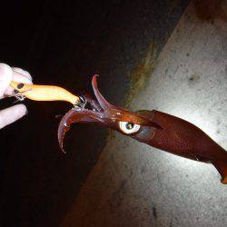 豆アジにイカ♪