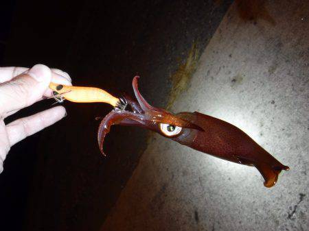 豆アジにイカ♪