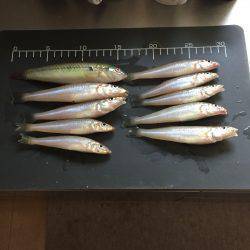 サーフフィッシング！