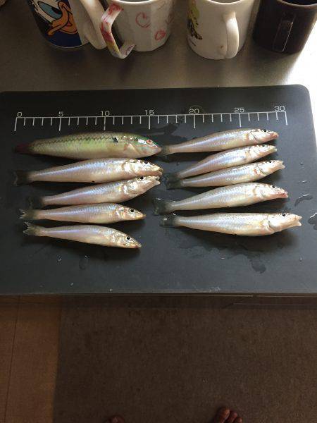 サーフフィッシング！