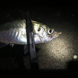 アジ快釣o(^▽^)o