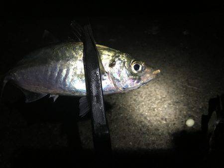 アジ快釣o(^▽^)o