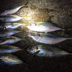 夕マヅメのアジ