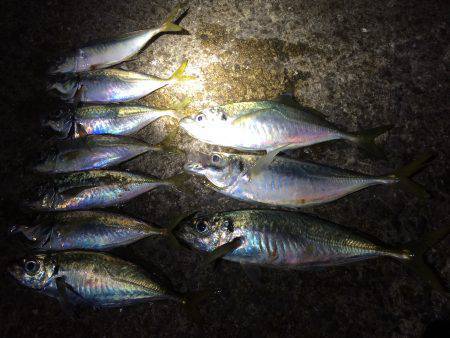 夕マヅメのアジ