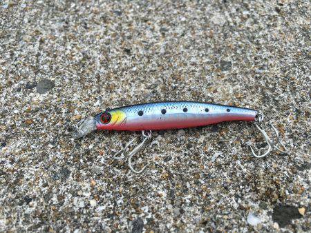 豆アジ、カマス