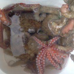 オクトパッシング