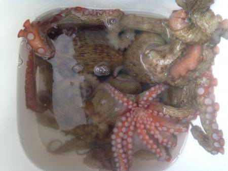 オクトパッシング