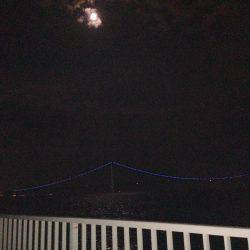 ケンサキ&アオリ!