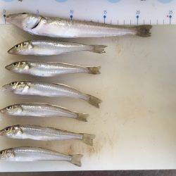 ちょい投げ激釣