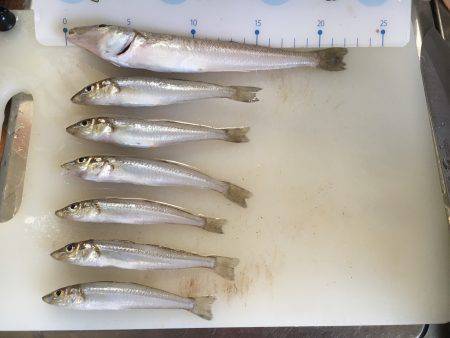 ちょい投げ激釣