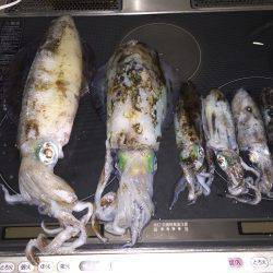 まだいた!!田ノ浦漁港エギング11回目