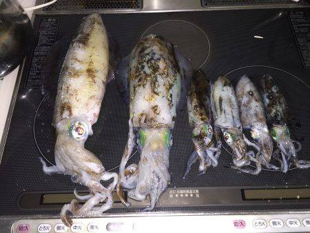 まだいた!!田ノ浦漁港エギング11回目