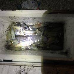 ライトエギング