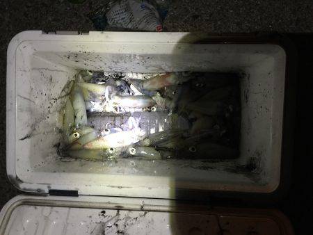 ライトエギング