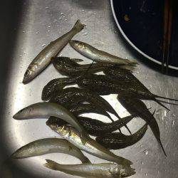 てんぷら具材確保へ