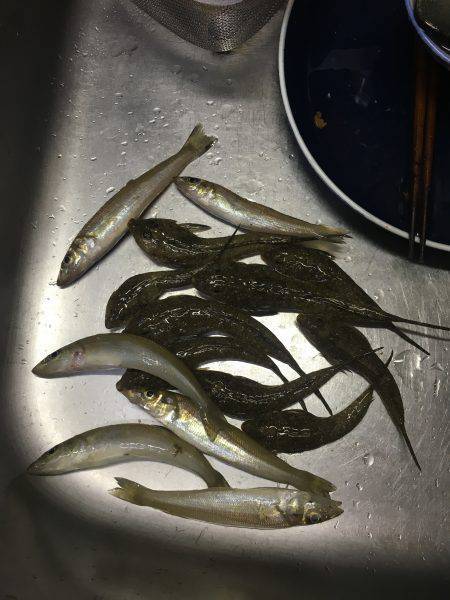 てんぷら具材確保へ