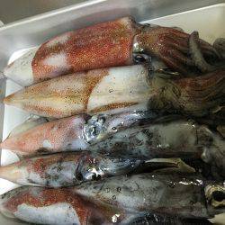 タチウオ撃沈。剣先まだいた。