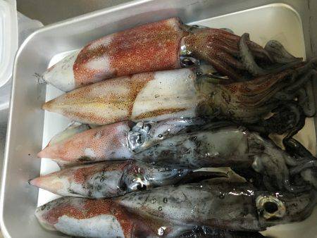 タチウオ撃沈。剣先まだいた。