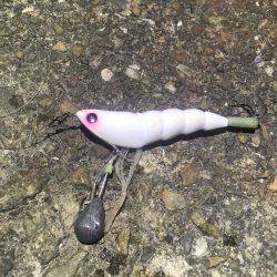 タコ釣り行ってきました。