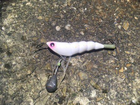 タコ釣り行ってきました。