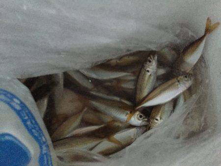 アジ×10〜15㎝×40匹