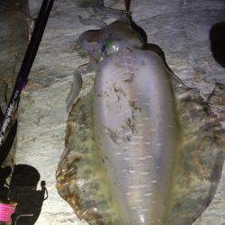 新子調査で親イカGET