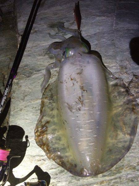 新子調査で親イカGET