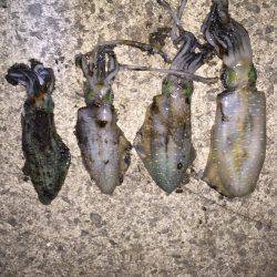 田ノ浦漁港エギング12回目