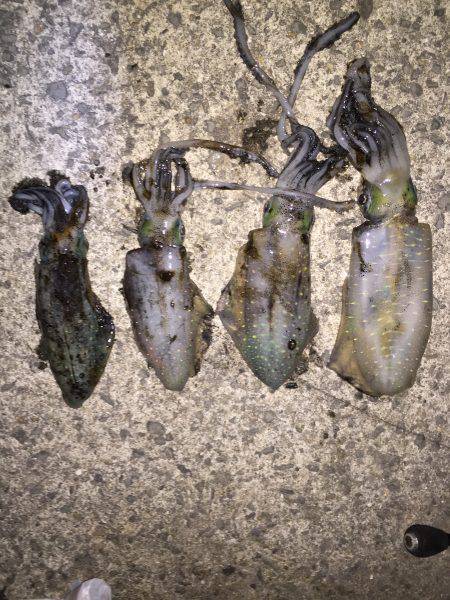 田ノ浦漁港エギング12回目