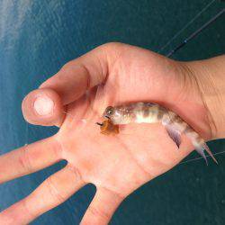 ハギング&夏エギング