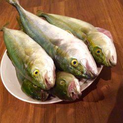 ツバス〜ハマチ爆釣デス