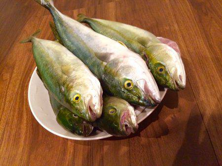 ツバス〜ハマチ爆釣デス